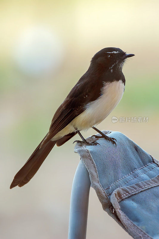 威利鹡鸰（Rhipidura leucophrys）